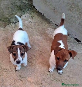 Jack Russell Terrier perros en venta: Jack russell  - Anuncio 2