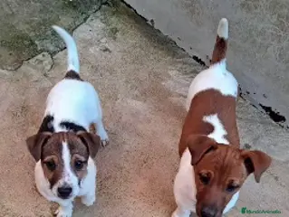 Jack Russell Terrier perros en venta: Jack russell - Anuncio 2