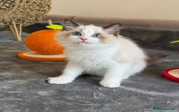 Ragdoll gatos en venta: Gatito Ragdoll - Imagen 4