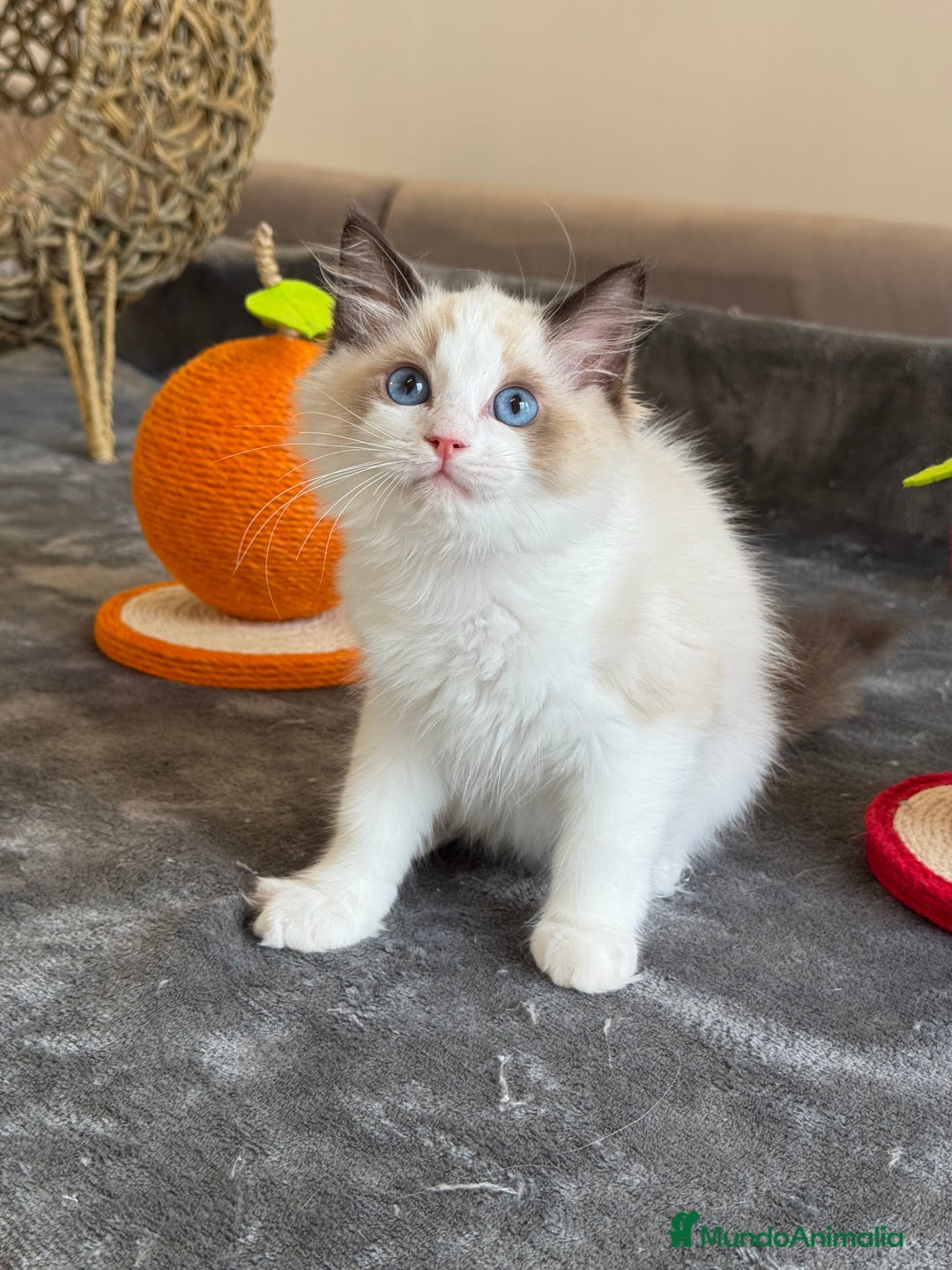 Ragdoll gatos en venta: Gatito Ragdoll - Imagen 4