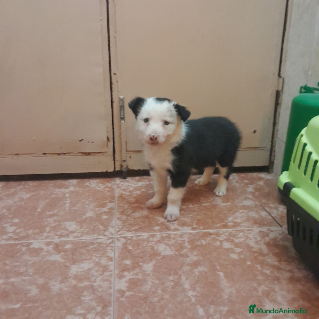Border Collie perros en venta: BORDER COLLIE  - Anuncio 2