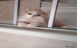 Highland Straight gatos en venta: Scottish straight  - Imagen 1