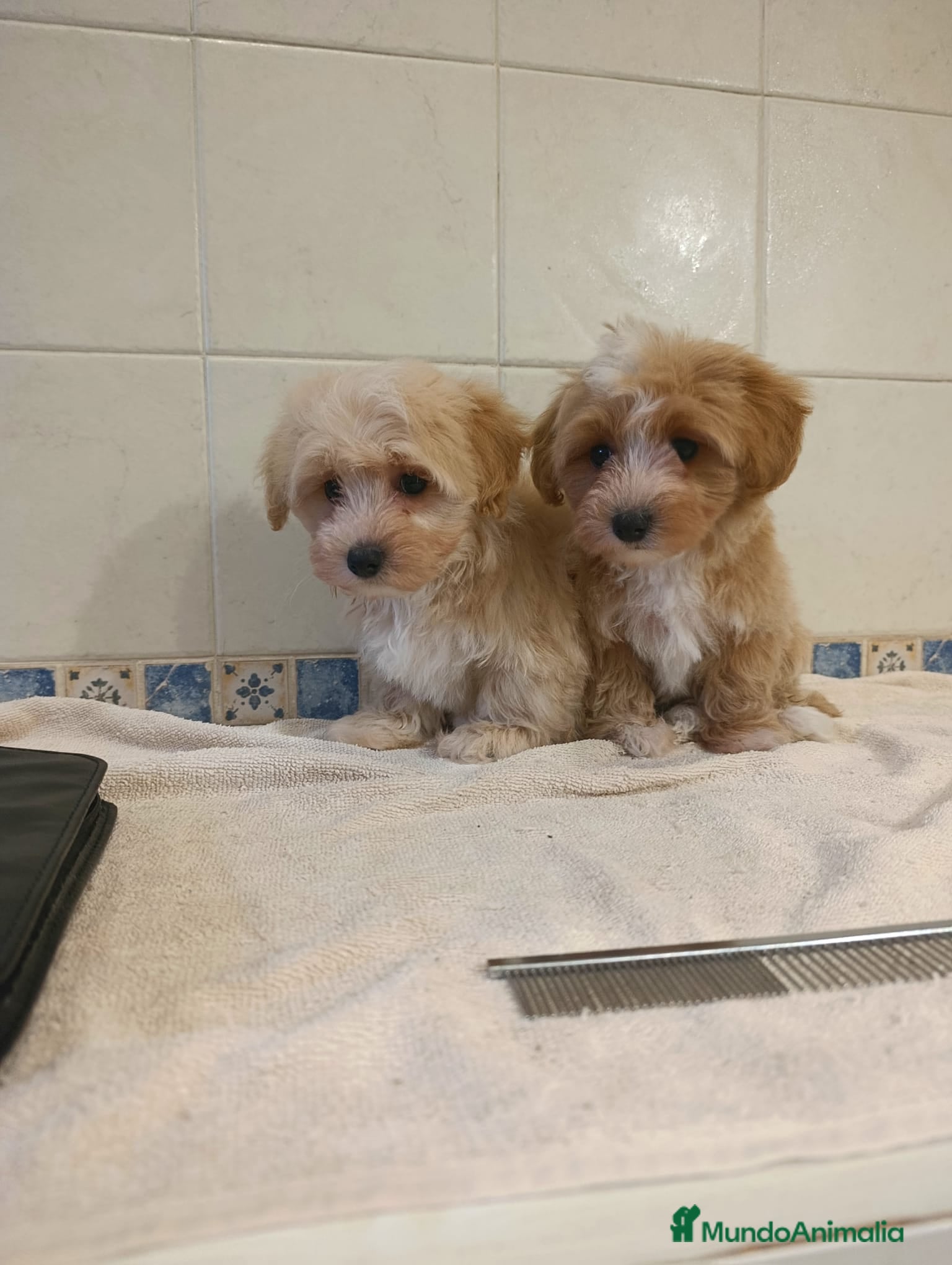 Maltipom perros Maltipoo toy  - Anuncio 2