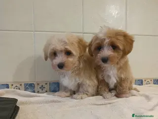 Maltipom perros Maltipoo toy - Anuncio 2