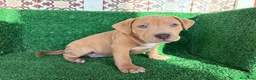 American Pit Bull Terrier perros en venta: pitbull - Anuncio 19