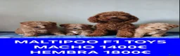 Maltipoo perros en venta: Preciosos cachorros MALTIPOO - Anuncio 5