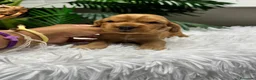 Cocker Spaniel Inglés perros en venta: COCKER SPANIEL INGLÉS  - Anuncio 2