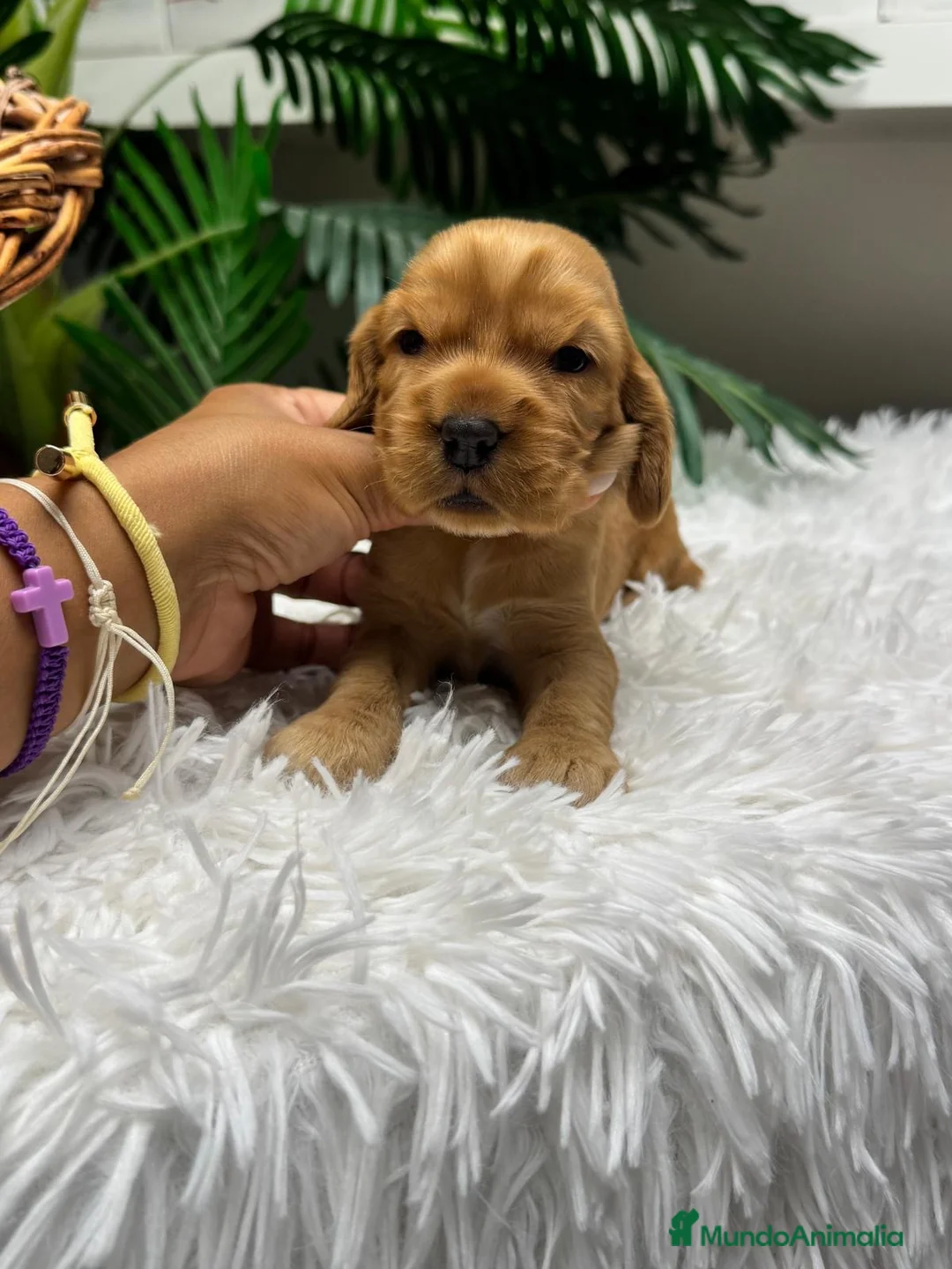 Cocker Spaniel Inglés perros en venta: COCKER SPANIEL INGLÉS  - Anuncio 2