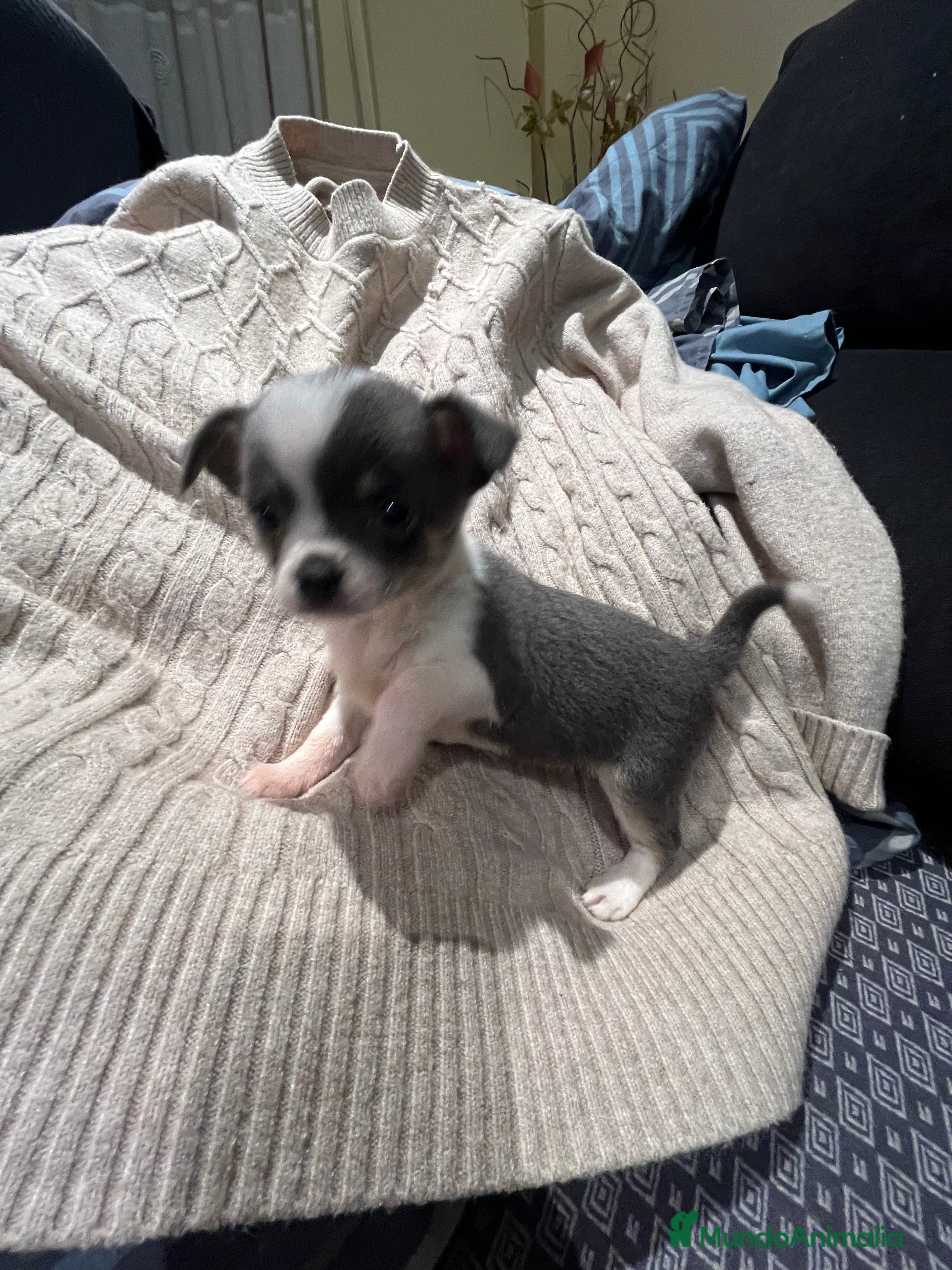 Chihuahua perros Macho blue - Anuncio 2