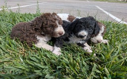 Perro de Agua Español perros en venta: Perro de agua  - Imagen 6