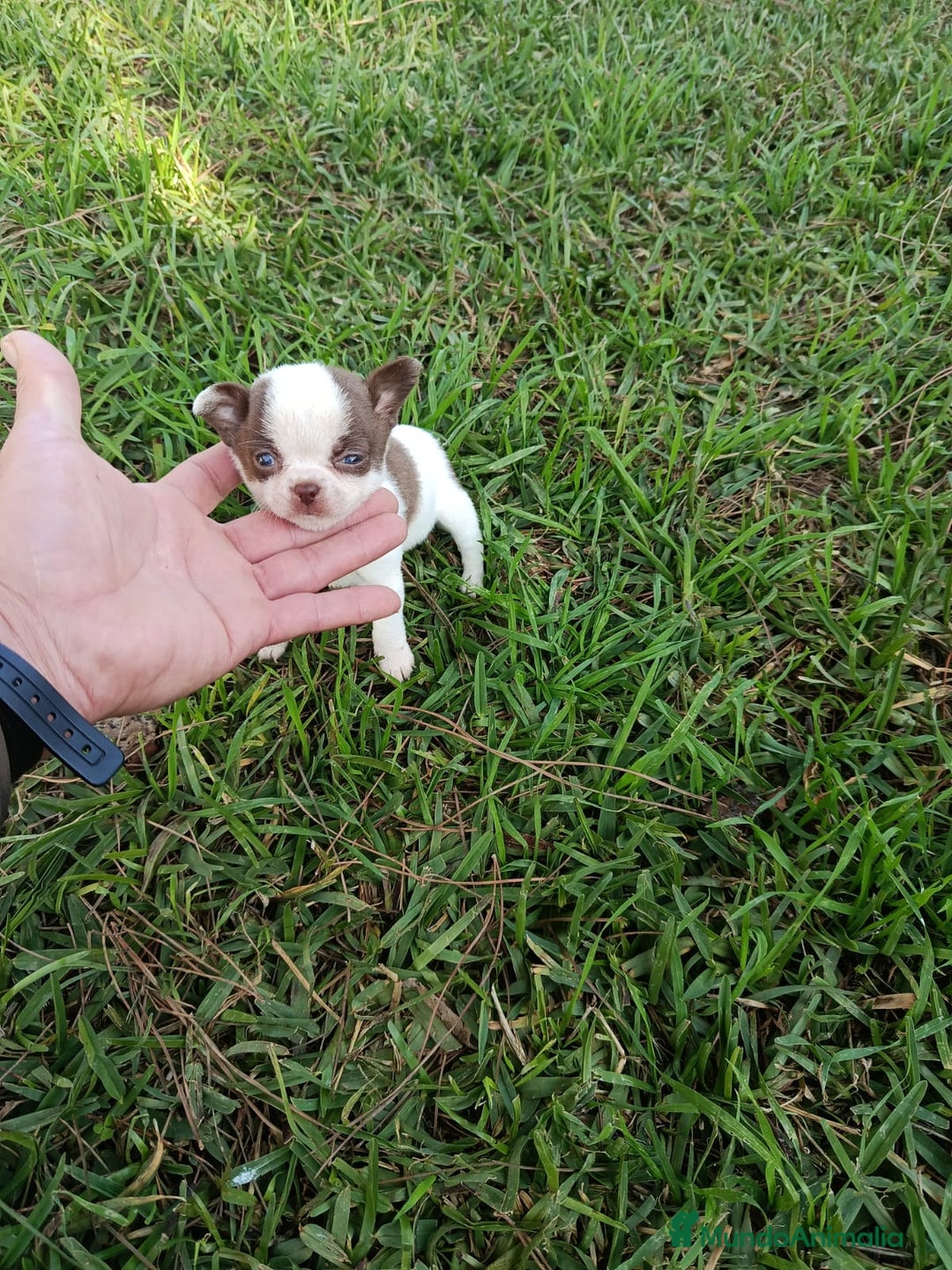 Chihuahua perros en venta: IMPRESIONANTE  CHIHUAHUA   LINEA  TOY   - Anuncio 12