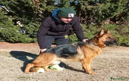 Pastor Alemán perros en adopcion: Pastor aleman adopcion - Imagen 1