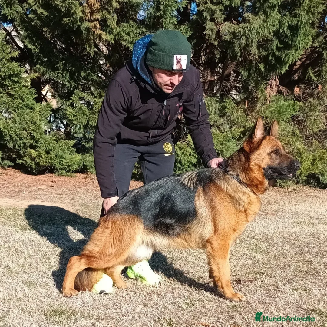 Pastor Alemán perros en adopcion: Pastor aleman adopcion - Imagen 1