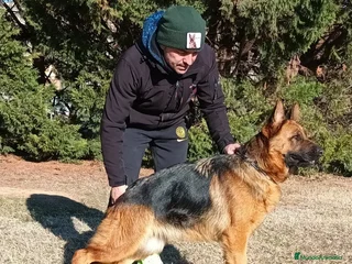 Pastor Alemán perros - Anuncio 33