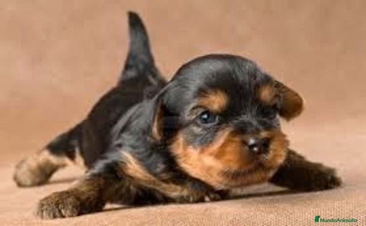 Yorkshire Terrier perros - Anuncio 3