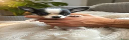 Chihuahua perros en venta: Chihuahua toy🐾❤️ - Anuncio 1