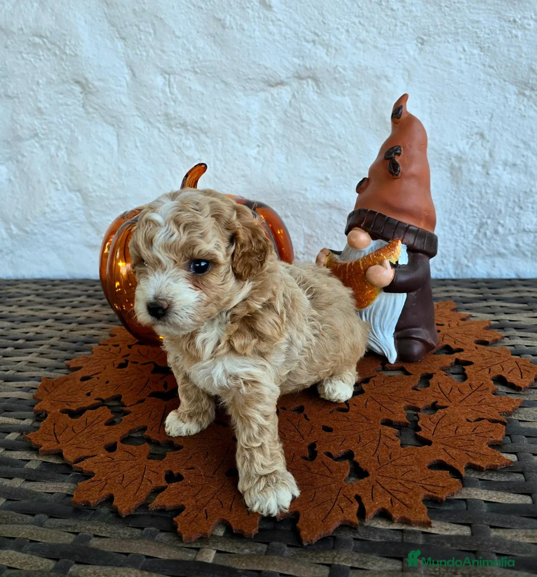 Maltipoo perros en venta: Maltipoo macho  - Anuncio 2