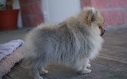 Pomerania perros en venta: 🐾 Sparky – Pomerania marrón mini toy 🍂 - Imagen 5