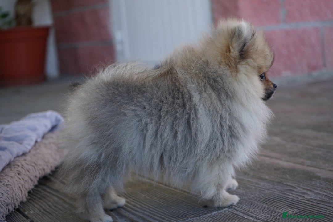 Pomerania perros en venta: 🐾 Sparky – Pomerania marrón mini toy 🍂 - Imagen 5