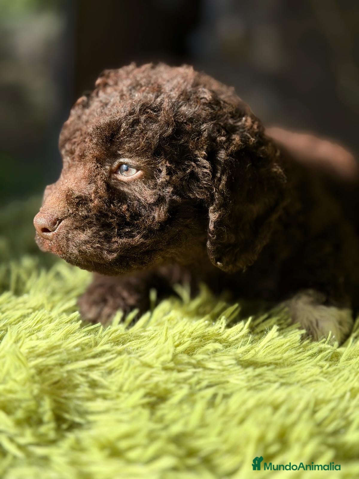 Perro de Agua Español perros PERRO DE AGUA ESPAÑOL CHOCOLATE  - Anuncio 2
