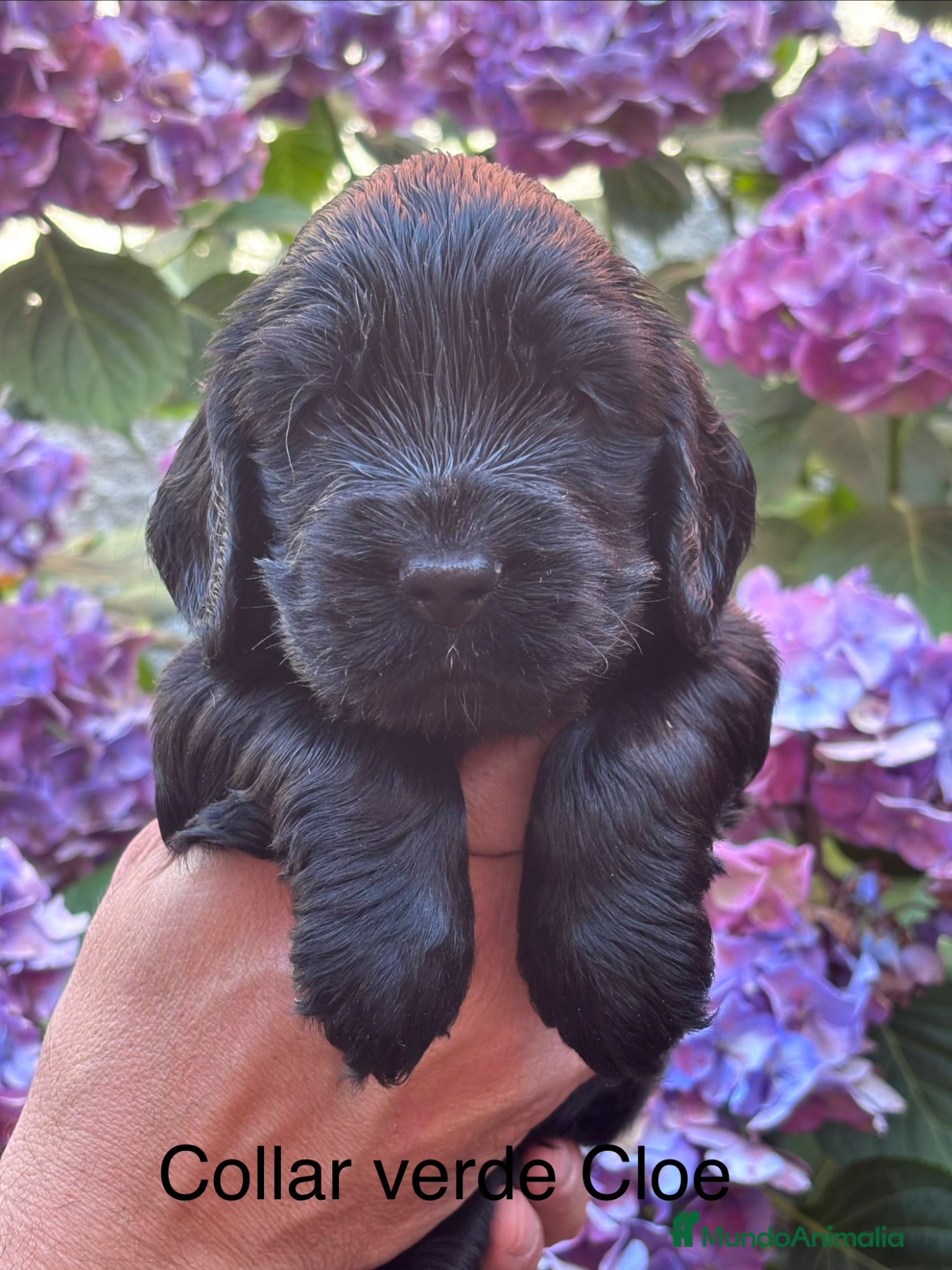 Cocker Spaniel Inglés perros Últimos cachorros cocker spaniel inglés  - Anuncio 1