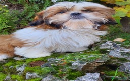 Shih Tzu perros en venta: Shih Tzu Macho 5 meses disponible  - Imagen 8