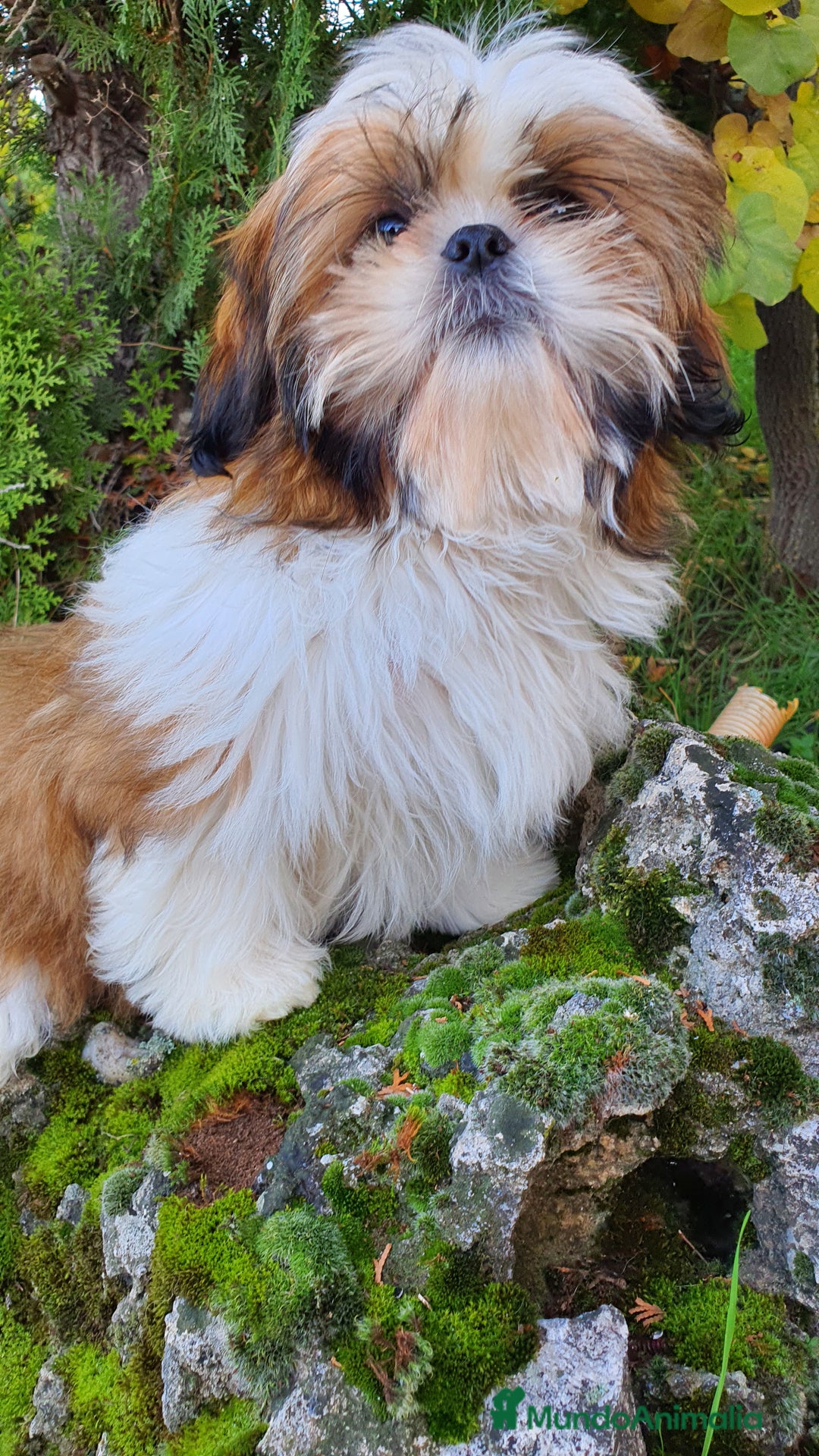 Shih Tzu perros en venta: Shih Tzu Macho 5 meses disponible  - Imagen 8