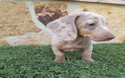 Teckel perros en venta: Teckel Mini Arlequin Isabello - Imagen 3