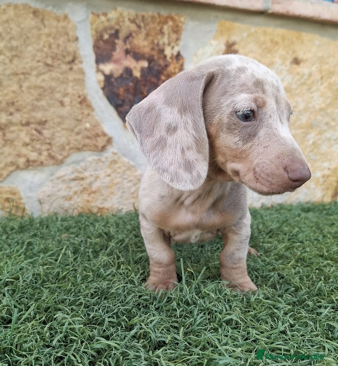 Teckel perros en venta: Teckel Mini Arlequin Isabello - Imagen 3