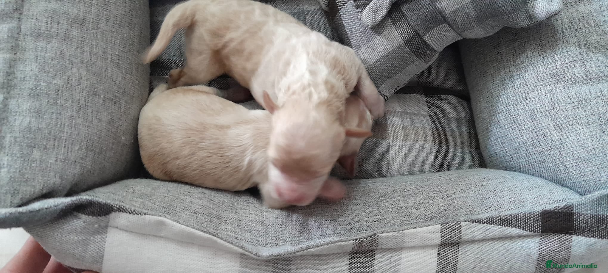 Maltipoo perros Maltipoo  - Anuncio 27