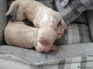 Maltipoo perros Maltipoo - Anuncio 27