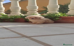 Caniche Toy perros en venta: CANICHES TOYS CALIDAD Y SELECCIÓN  - Imagen 9
