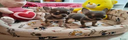 Chihuahua perros en venta: Chihuahua Toy Blue - Anuncio 7
