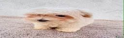 Bichón Maltés perros en venta: Bichon maltés toy  - Anuncio 8