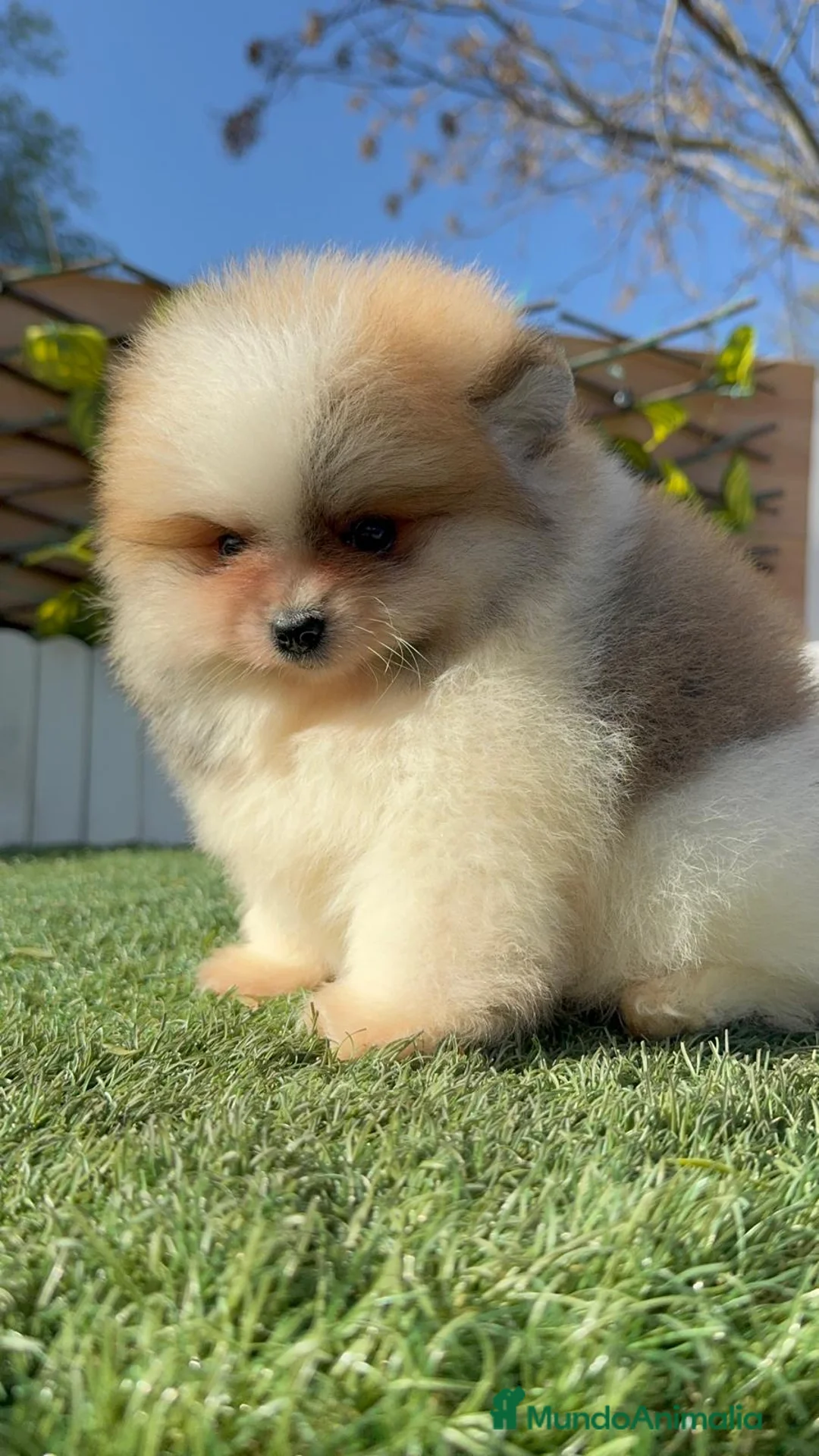 Pomerania perros en venta: POMERANIA MACHO - Anuncio 14