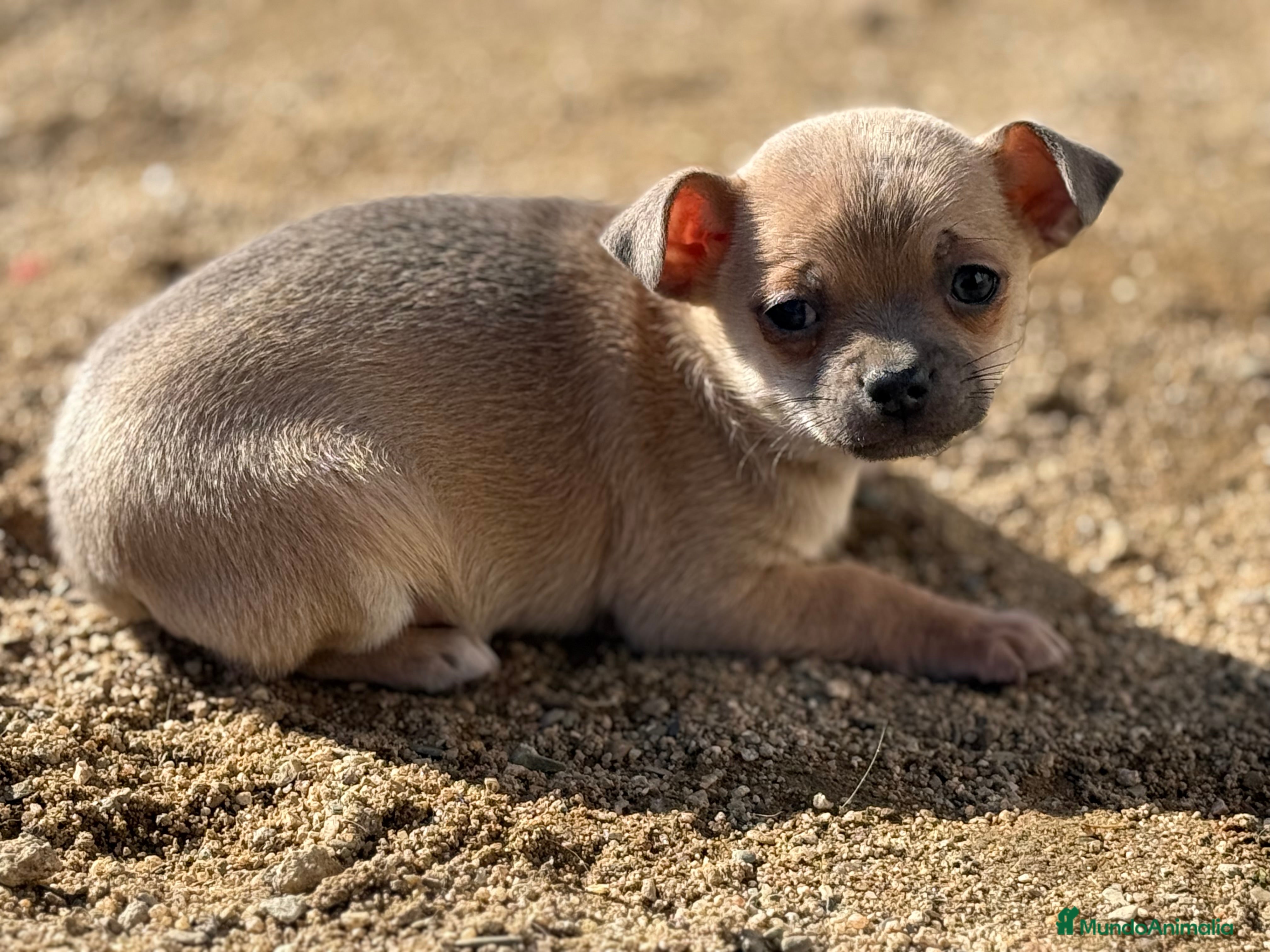 Chihuahua perros Chihuahua - Anuncio 4