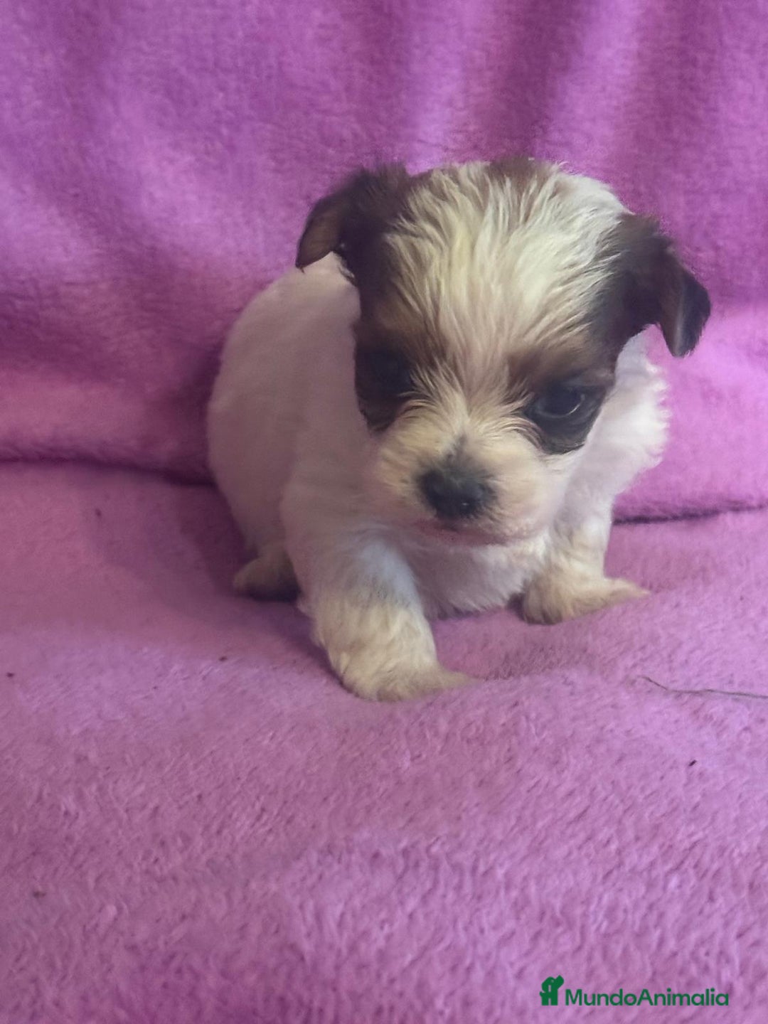Morkie perros en venta: Morkies toys - Anuncio 8