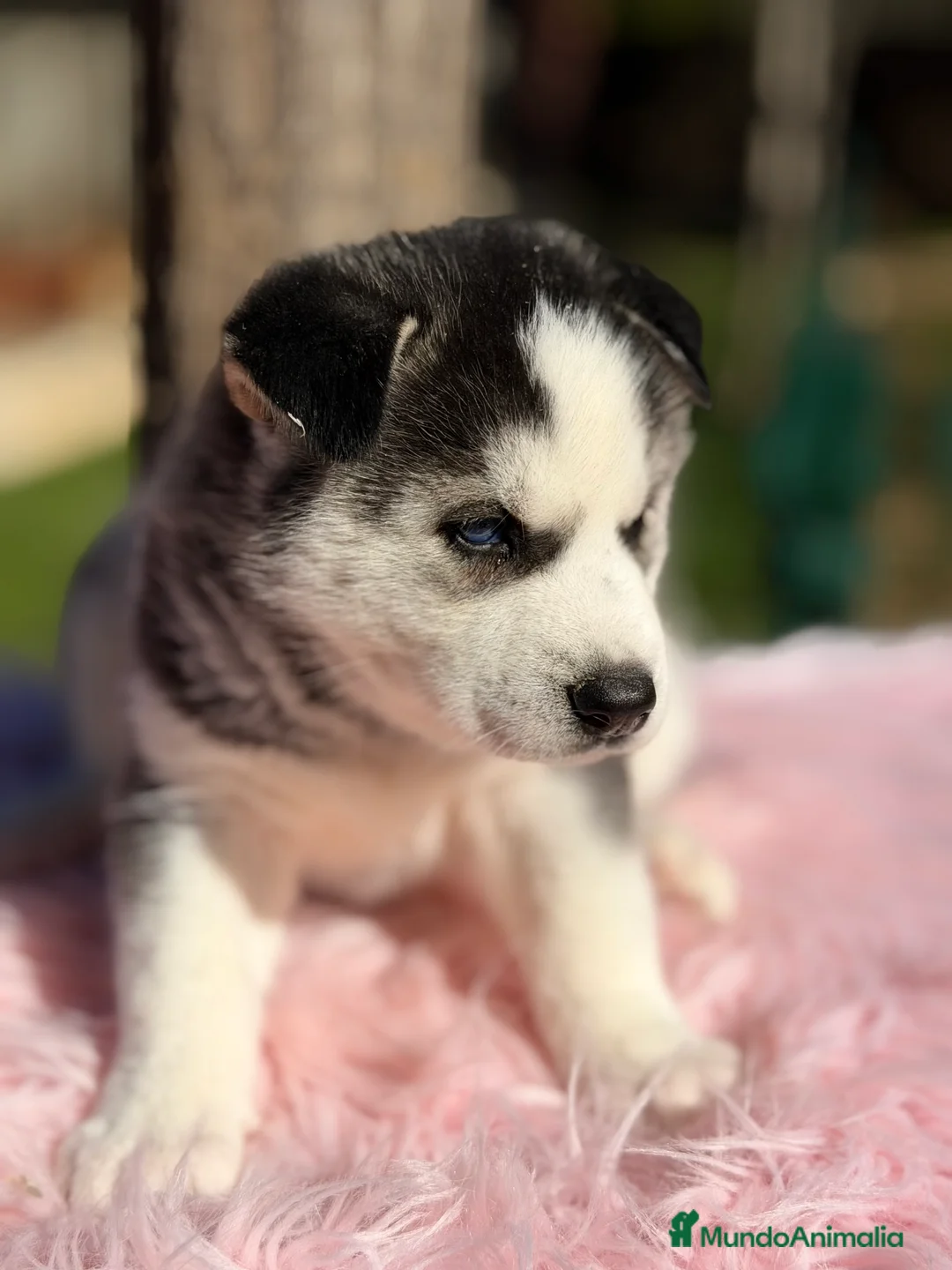 Husky Siberiano perros en venta: Husky hembra  - Anuncio 1