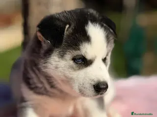 Husky Siberiano perros Husky hembra - Anuncio 2