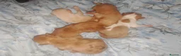 Chihuahua perros en venta: Disponible camada Merle y Merle fantasma  - Anuncio 4