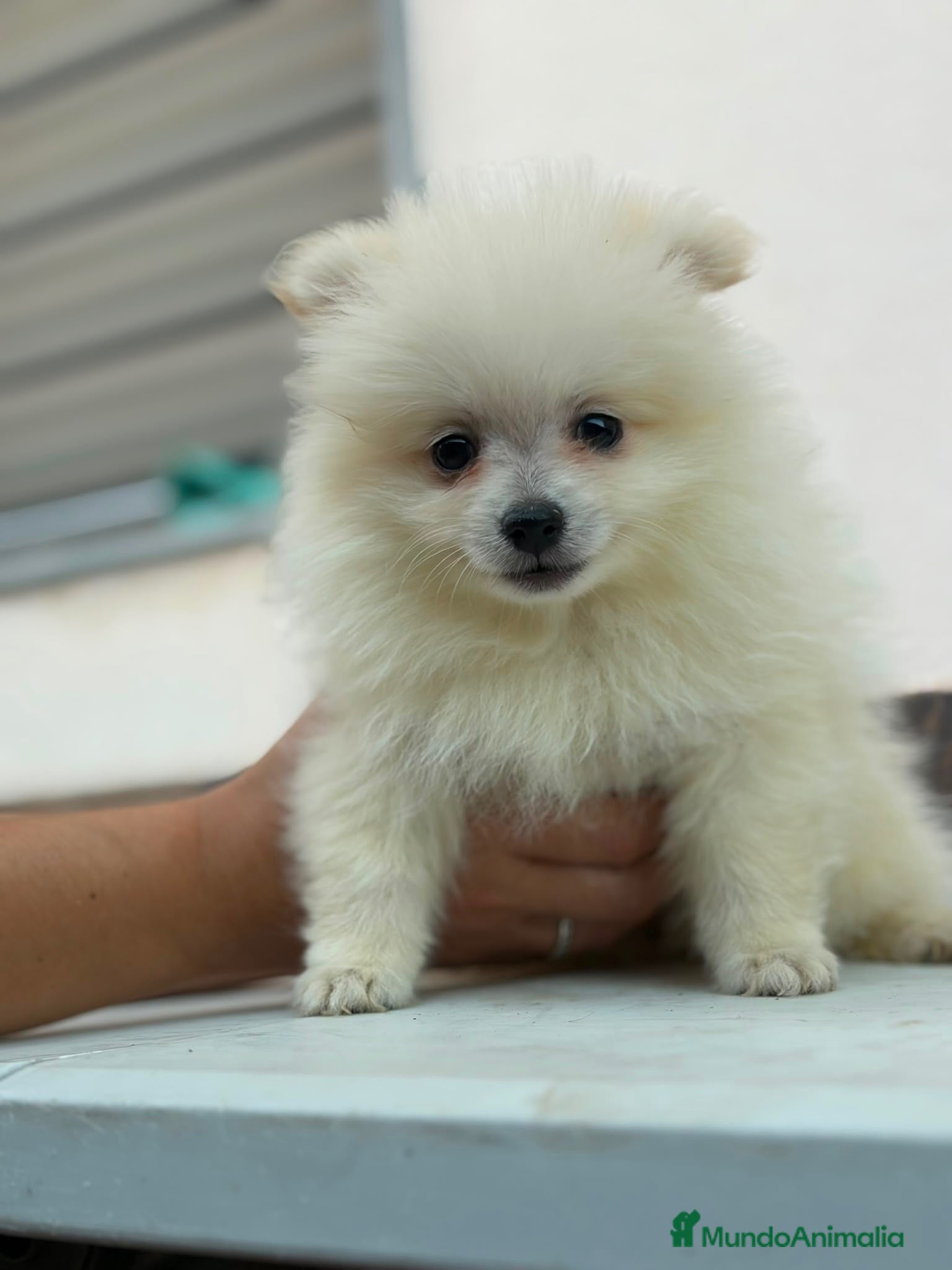 Pomerania perros Hembra pomerania🐶⭐️ - Anuncio 2