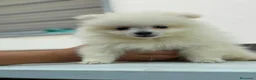 Pomerania perros en venta: Hembra pomerania🐶⭐️ - Anuncio 1