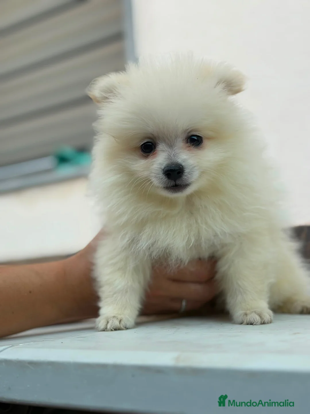 Pomerania perros en venta: Hembra pomerania🐶⭐️ - Anuncio 1