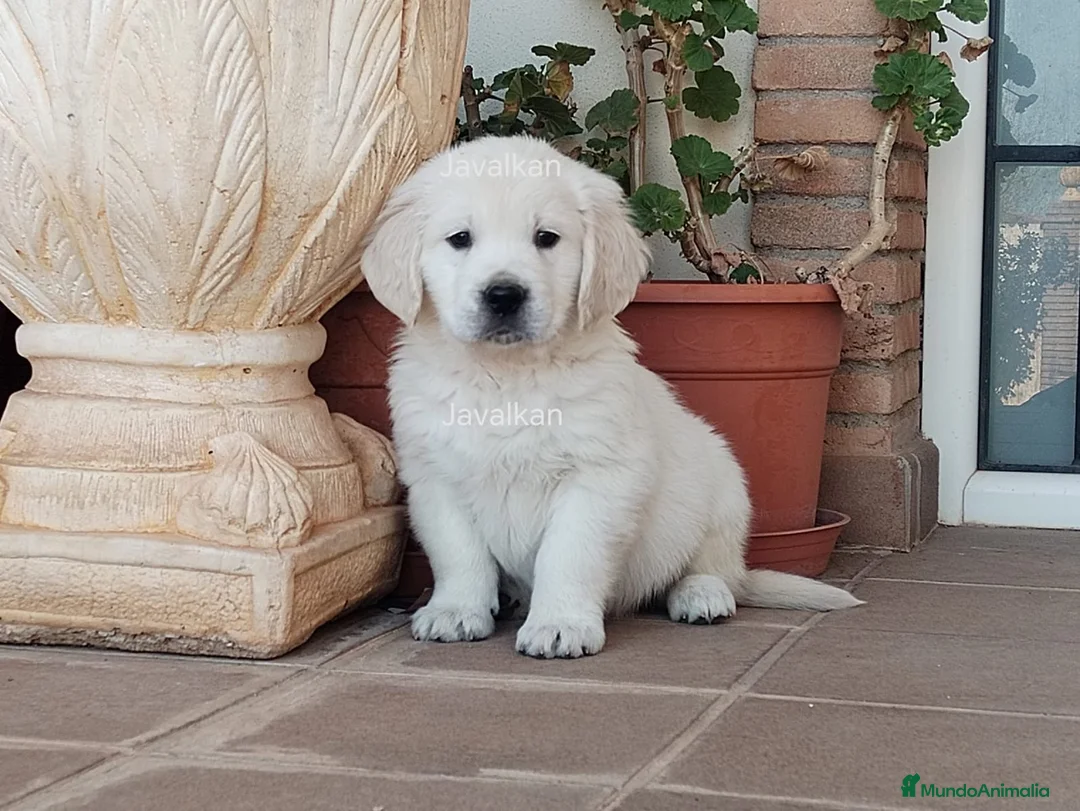 Golden Retriever perros en venta: CACHORROS DE GOLDEN RETRIEVER - Anuncio 2