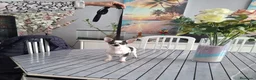 Chihuahua perros en venta: Chihuhua toy  - Anuncio 7