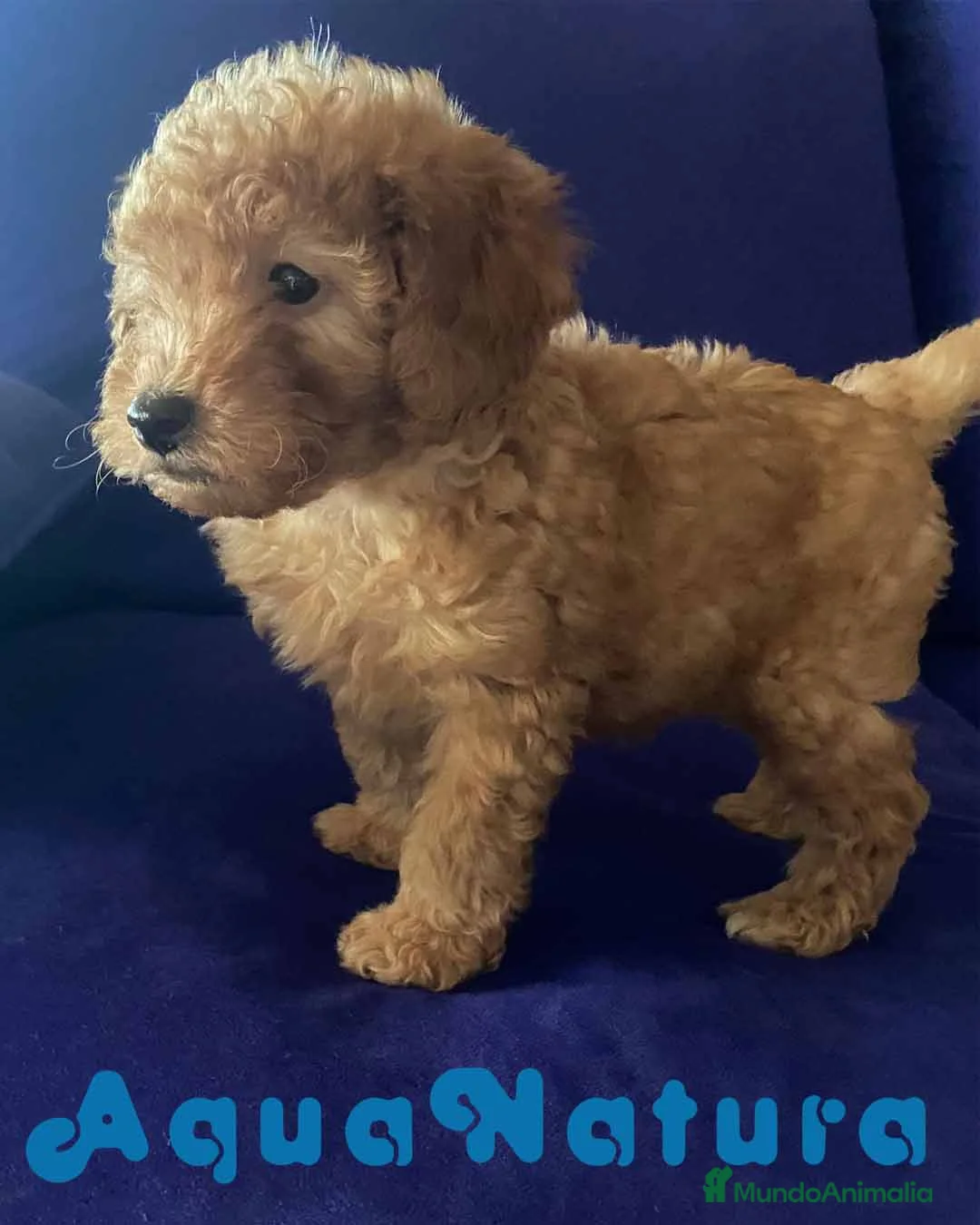 Caniche Toy perros en venta: Camada Caniches Barbie y Can - AQUANATURA en Barcelona - Anuncio 14