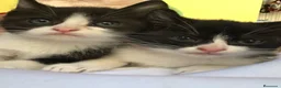 Raza Mixta gatos en venta: Gatitos cruce - Anuncio 5