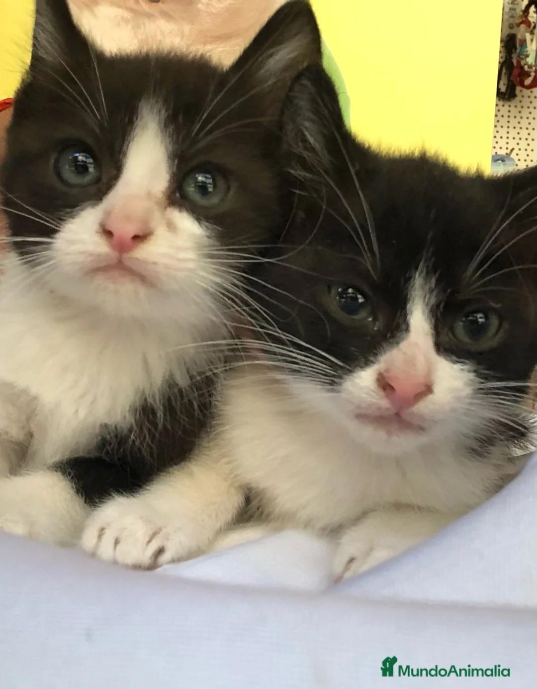 Raza Mixta gatos en venta: Gatitos cruce - Anuncio 5