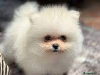 Pomerania perros Pomerania lulu Toy blanco MACHO Disponible - Anuncio 2