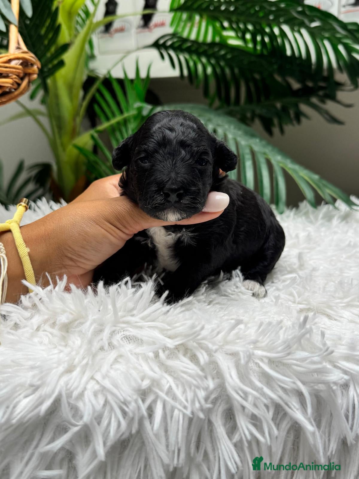 Raza Mixta perros en venta: CANICHE HEMBRA - Anuncio 5